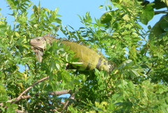 Iguana iguana