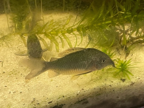 Emerald cory (Corydoras splendens) — Callichthyidae — 4