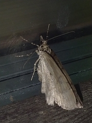 Hydriomena impluviata