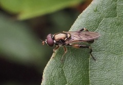 Chalcosyrphus metallicus