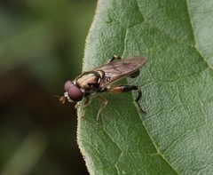 Chalcosyrphus metallicus