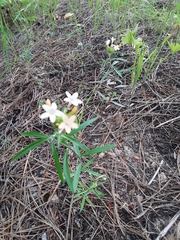 Collomia grandiflora