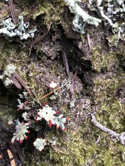Cladonia borealis