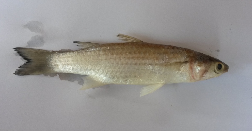 Planiliza klunzingeri