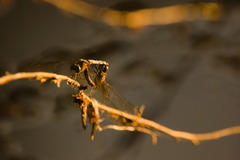Erythrodiplax minuscula