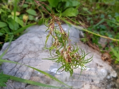Poa alpina vivipara