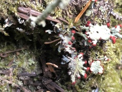 Cladonia borealis