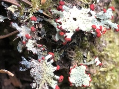 Cladonia borealis