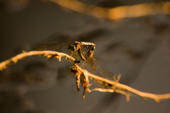Erythrodiplax minuscula