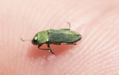 Buprestinae