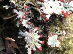 Cladonia borealis