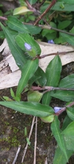 Commelina auriculata