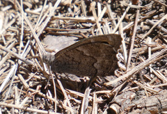 Hipparchia tamadabae