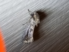 Acrolophus popeanella