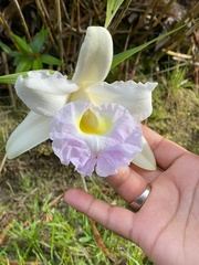 Sobralia veitchii