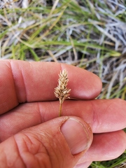Carex austrina