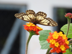 Catasticta nimbice