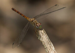 Sympetrum ambiguum