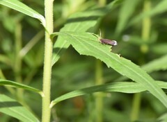 Dichomeris nonstrigella