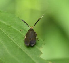 Dichomeris nonstrigella