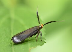 Dichomeris nonstrigella