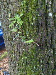Pleopeltis michauxiana