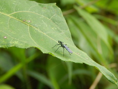 Raphiocera ornata