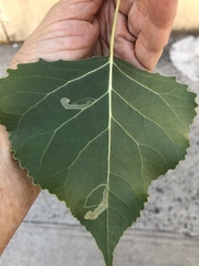 Stigmella populetorum