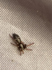 Herpyllinae
