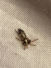 Herpyllinae