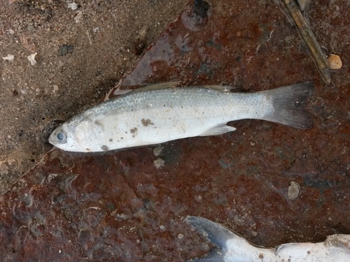 Abu mullet (Liza abu) — Mugilidae — 3
