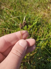 Carex stylosa