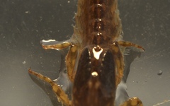 Potamanthus luteus