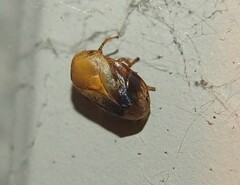 Clastoptera achatina