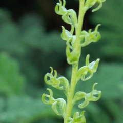 Platanthera colemanii