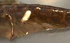 Potamanthus luteus