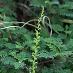 Platanthera colemanii