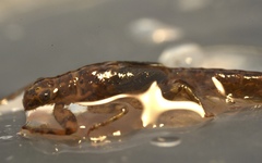 Potamanthus luteus