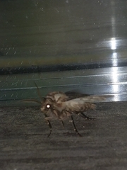 Agrotis clavis