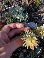 Castilleja angustifolia