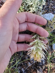 Castilleja angustifolia