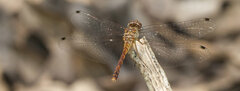 Sympetrum ambiguum