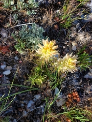 Castilleja angustifolia