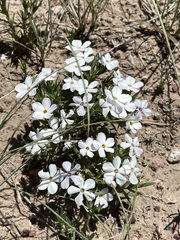 Phlox andicola