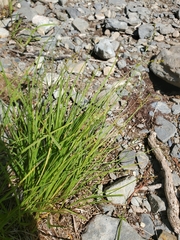 Carex laeviculmis