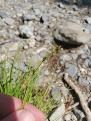 Carex laeviculmis