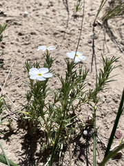 Phlox andicola