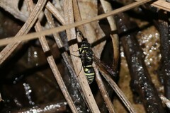 Stenodynerus blandus