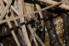 Stenodynerus blandus