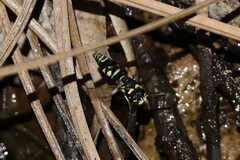 Stenodynerus blandus